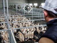Belçika’da kuş gribi salgını… 400 martı öldü
