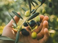 21 milyon zeytin ağacı telef oldu: Fiyatlar artabilir