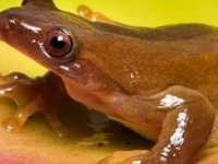 Bilimsel araştırma: Brezilya ağaç kurbağası ilk amfibi dölleyici olabilir