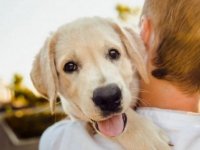 Veterinerden sıcaklık uyarısı: 9 köpek cinsini işaret etti