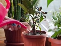 NASA’dan ilginç araştırma: Evin havasını temizleyen bitkiler