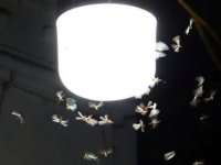Böceklerin neden ışığa geldikleri belli oldu
