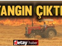 Doğancı'da çıkan yangında selvi ağaçları yandı