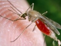 Araştırma: Yeni keşfedilen bakteri türü, sıtmanın bulaşıcılığını engelleyebilir