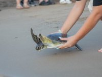 Yavru Deniz Kaplumbağası Lapidos, Doğal Yaşam Alanına Uğurlandı
