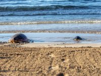İki Deniz Kaplumbağası Daha Doğal Yaşam Alanına Geri Döndü