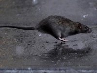 İspanya'da farelere yasal hak: Sebepsiz öldürene 18 ay hapis cezası