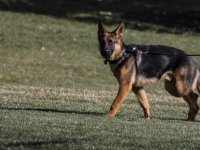 Biden'ın saldırgan köpeği Beyaz Saray'dan uzaklaştırıldı