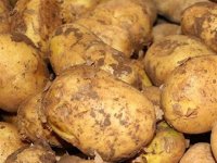 Yunanistan'da "Kıbrıs" menşeli olmayan patatesler "Kıbrıs" menşeli olarak satılıyor
