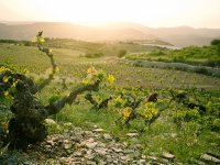 Kıbrıs'ın yeni okulu şarap uzmanları yetiştirecek