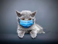 Yakın Doğu Üniversitesi Araştırmacıları Kıbrıs'ta Kedi Koronavirüsü İçin PCR Kiti Geliştirdi
