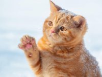 Fransa'da mahkeme kediye 100 euro tazminat ödenmesine hükmetti