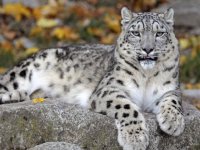 Hindistan'da 718 kar leoparının yaşadığı tahmin ediliyor