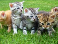 Yakın Doğu Üniversitesi: Kedi Koronavirüsü İnsana Bulaş Riski Düşük Çıktı!