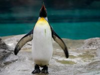 Antarktika'dan Avustralya'ya giden penguen şaşkınlık yarattı