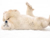 Buzların erimesiyle kutup ayıları açlık tehlikesiyle karşı karşıya