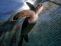 Deniz kaplumbağası yiyen 8 kişi öldü onlarca kişi hastanelik oldu