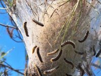 Çam kese böcekleri Larnaka bölgesinde sorunlara yol açıyor