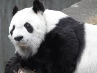 Japonya'nın en yaşlı pandası "Tan Tan" hayatını kaybetti