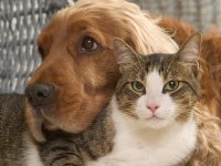 159 kedi besleyen Fransız çiftin evcil hayvan beslemesi yasaklandı