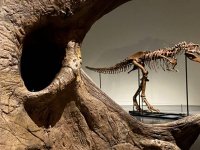 Araştırma: T-rex türü dinozorlar sanıldığı gibi zeki değil