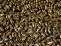'Canavar gördüm' dedi, odasından 60 binden fazla arı çıktı