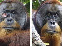 Orangutan yarasını tedavi etmek için şifalı bir bitki kullandı