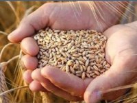 Arpa, yumuşak buğday ve sert buğday alımı yapılacak
