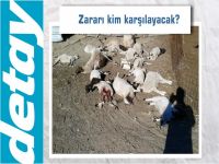Karpaz'da sahipsiz köpekler saldırdı