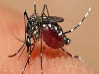 Amerika'da Zika virüsü alarmı