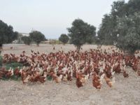 Organik Yumurta'da  ‘’Free Range’’  dönemi……