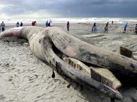 Hollanda’da dev balina sahile vurdu