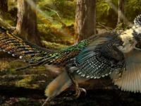 Kuşlar, dinozorlar gibi yok olmaktan nasıl kurtuldu?