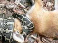 'Tilki yiyen yılan' haberi muhabiri yedi!