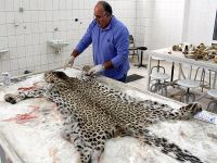 Diyarbakır'da öldürülen leopar sergilenecek