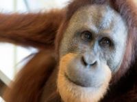 Orangutanlar insan sesini taklit edebiliyor