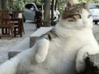 Sosyal medya fenomeni 'Tombili kedi' hayatını kaybetti
