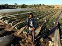 Gazze'de şiddetli yağış çilek tarlalarını da vurdu
