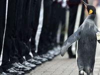 Tuğgeneral penguen, Norveç Kraliyet Muhafız Birliği’ni denetledi
