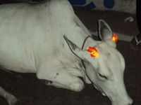 Hindistan’da trafik kazalarına karşı ineklere fosforlu bant
