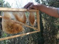 Fas'ta toplu arı ölümlerine karşı savaş