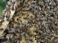 Zika ile mücadele arıların hayatına mal oldu