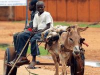 Nijer eşek ihracatını yasakladı