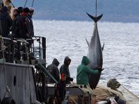 Balıkçının ağına 100'er kilogramlık üç orkinos takıldı
