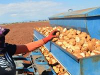 "Patates yetiştiriciliği ve bitki besleme üzerine eğitimler"