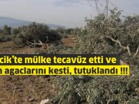 Kalecik'te zeytin ağaçlarını kesti tutuklandı...