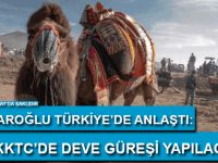 Büyükkonuk'ta "deve güreşi" yapılıyor!