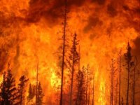 Orman Yangını Çıkaranlar İçin Müebbet Hapis Cezası Önerisi