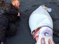 Yeni Zelanda’da kıyıya vurmuş dev mürekkep balığı bulundu