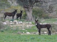 Dipkarpaz Çevre Koruma ve Sosyal Aktivite Derneği Başkanı Borak, Bölgedeki Eşeklerin İhtiyaçları İçin Köy Dışından Balya Getirilmesini Eleştirdi